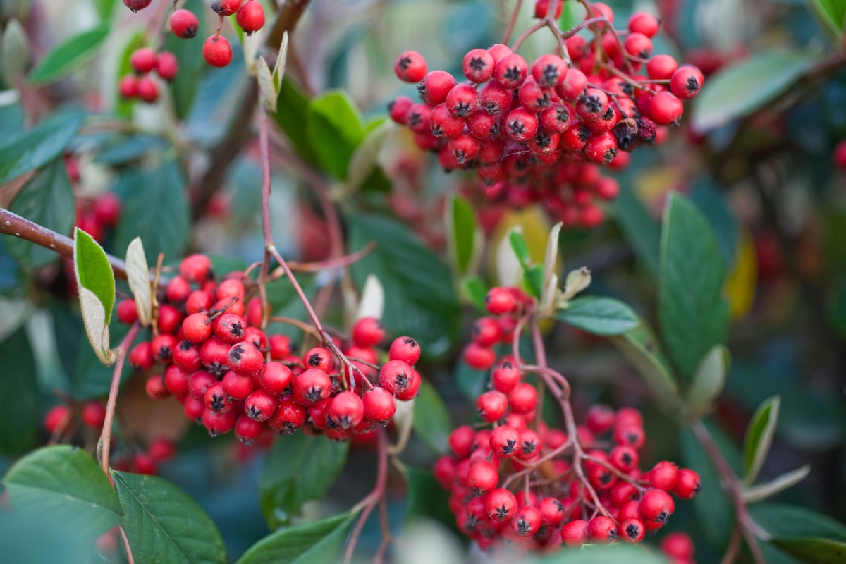 Firethorn evergreen shrub with red berries