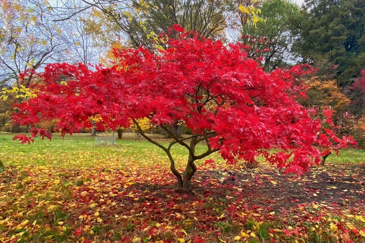 A bright red Japanese Maples tree in a back yard.