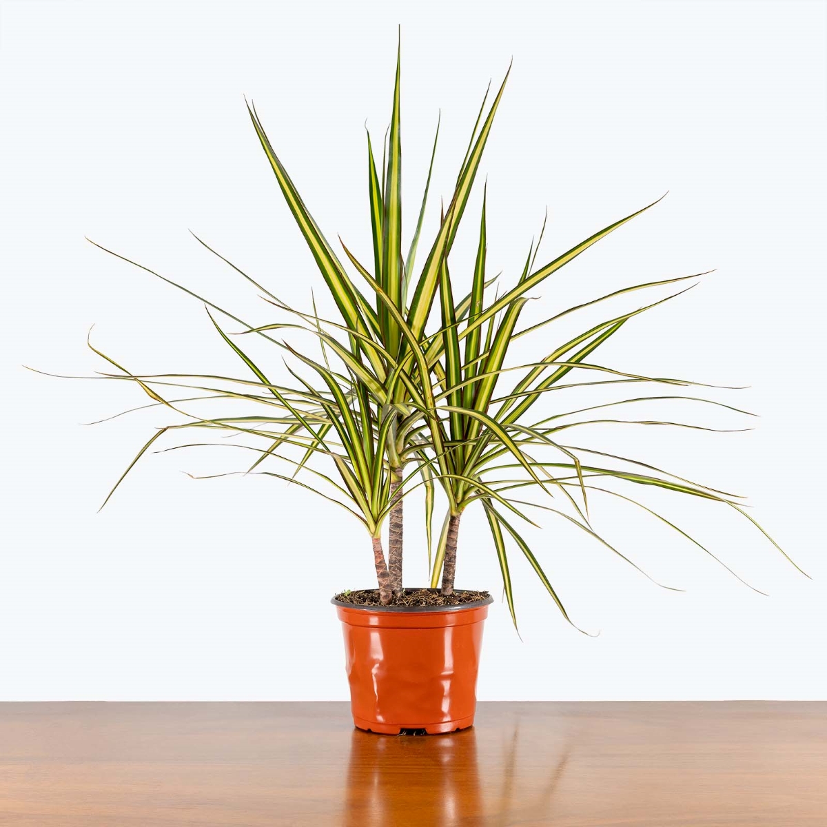 Dracaena plant with long thin spiky leaves
