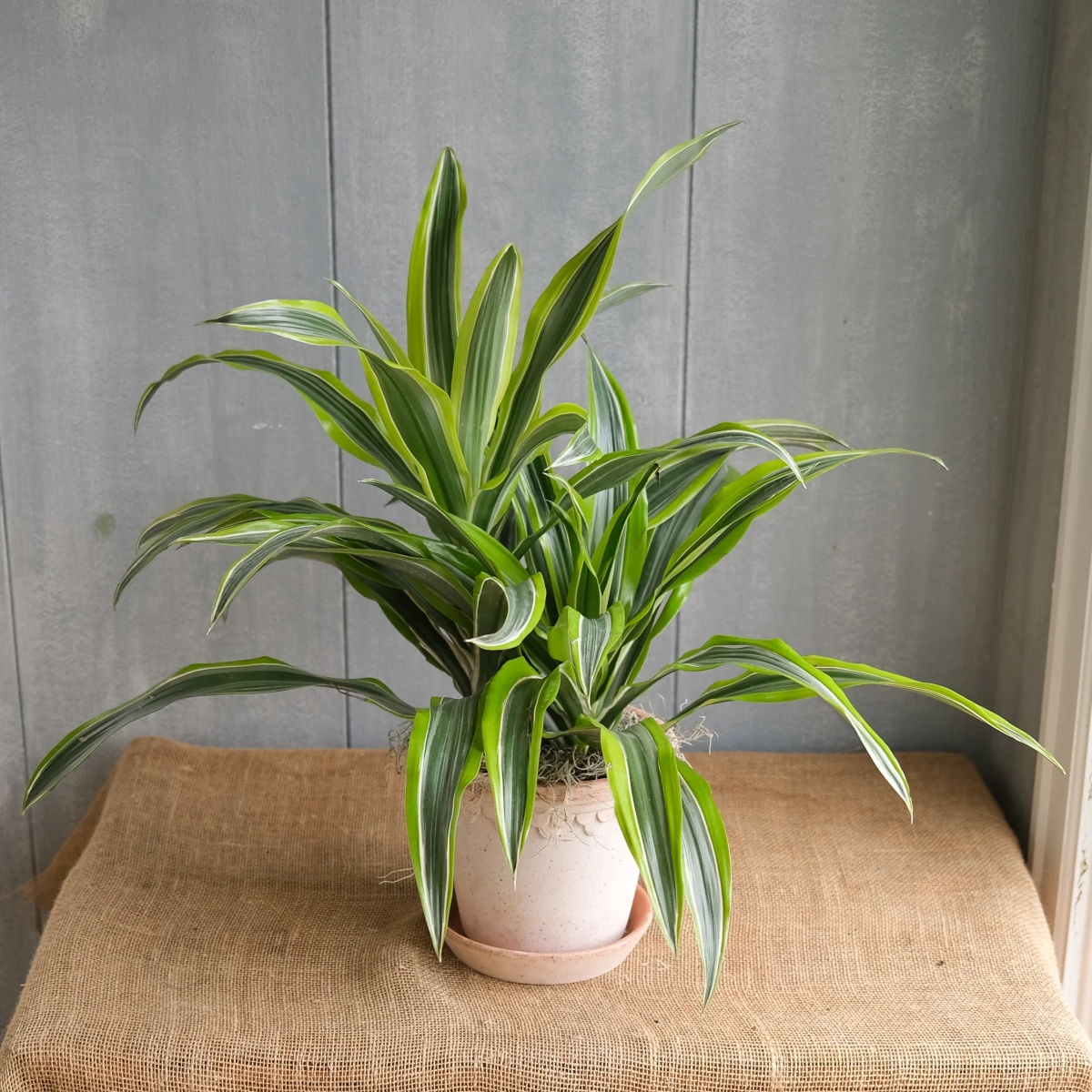 Dracaena plant with yellow and green striped leaves