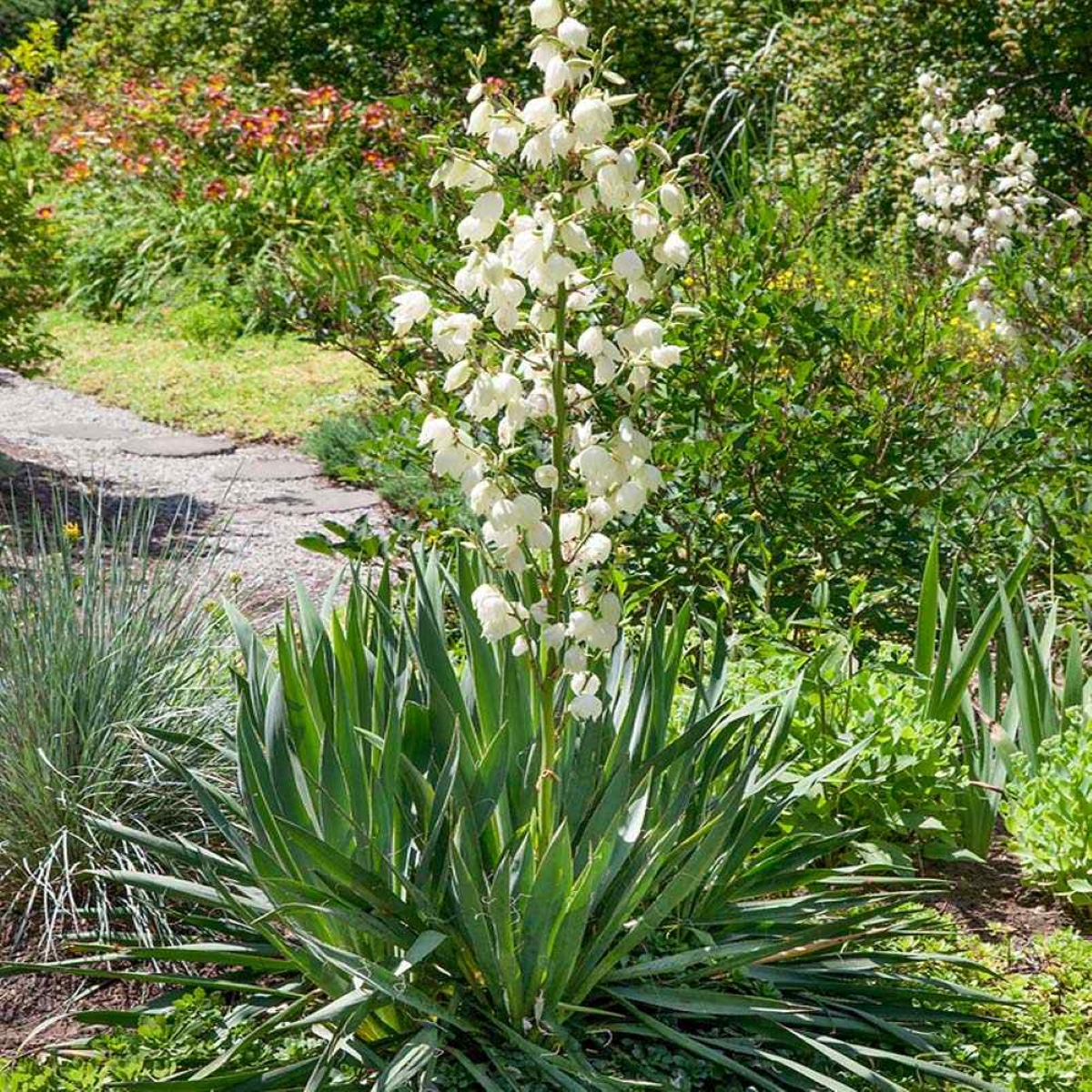 Yucca plant with white bell flowers