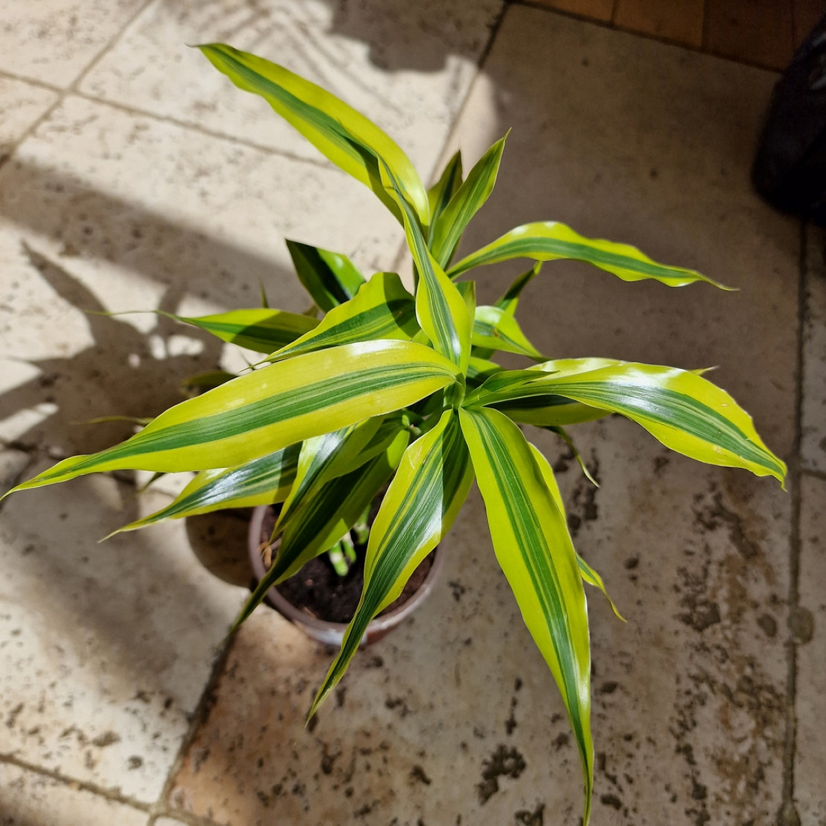 Dracaena plant with bright lemon lime colored leaves