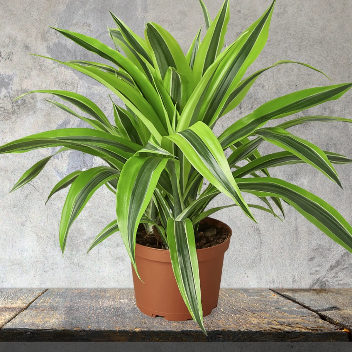 Dracaena potted plant with yellow and green leaves