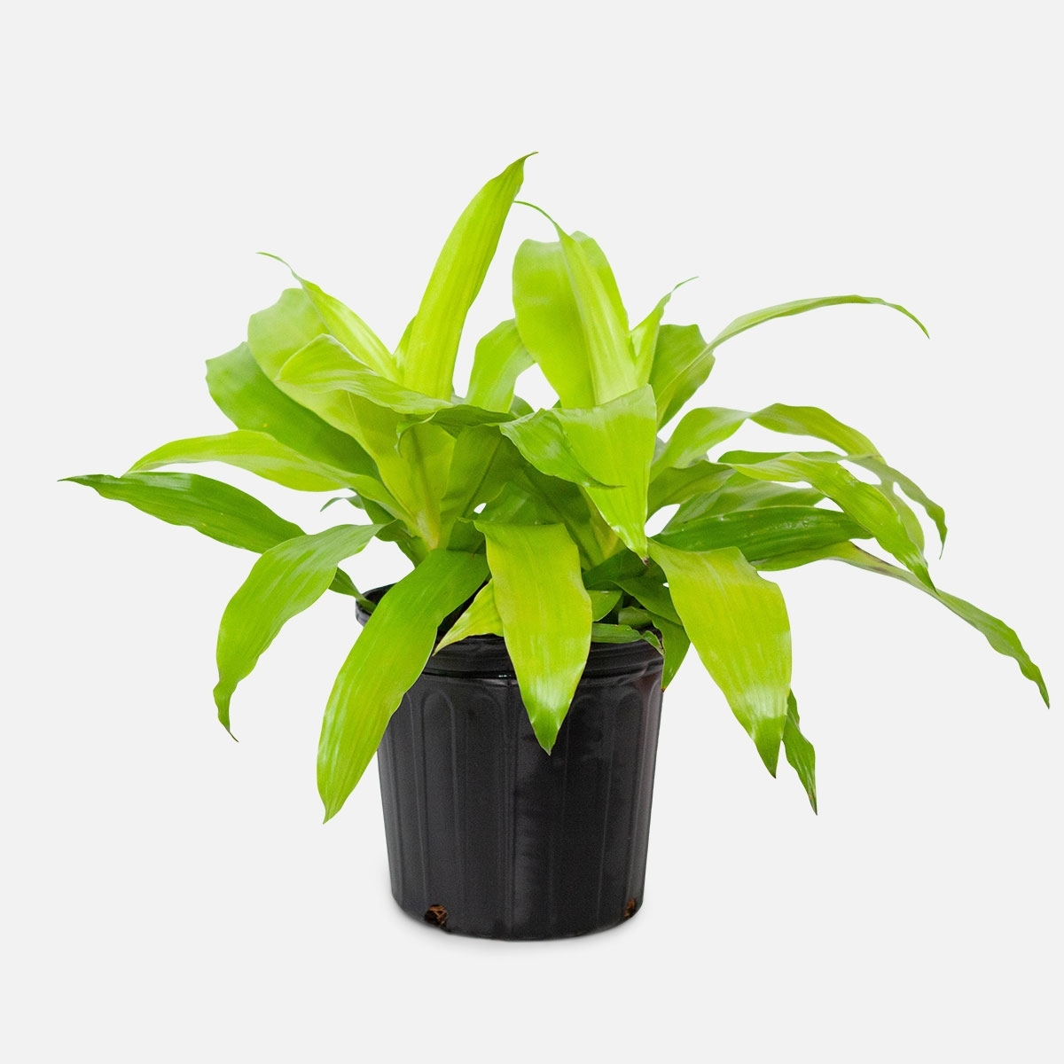 Dracaena plant with lime colored leaves