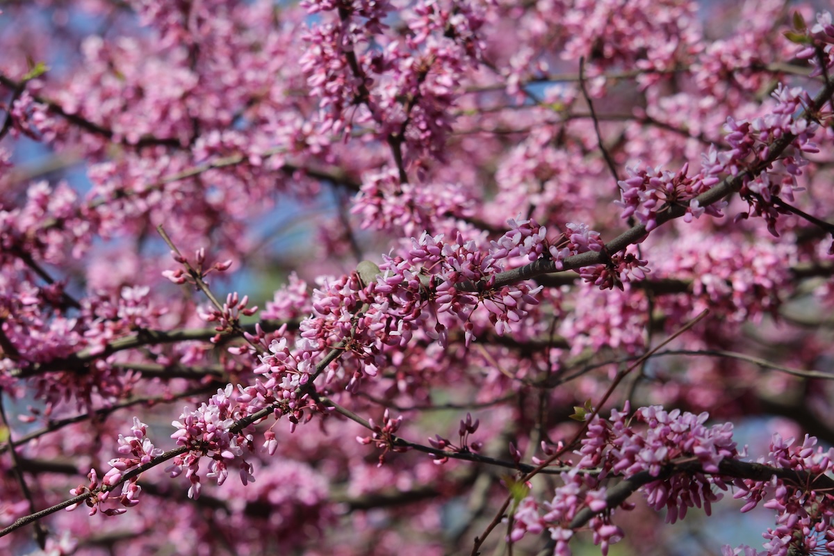 The buds of a blossoming Redbud tree.