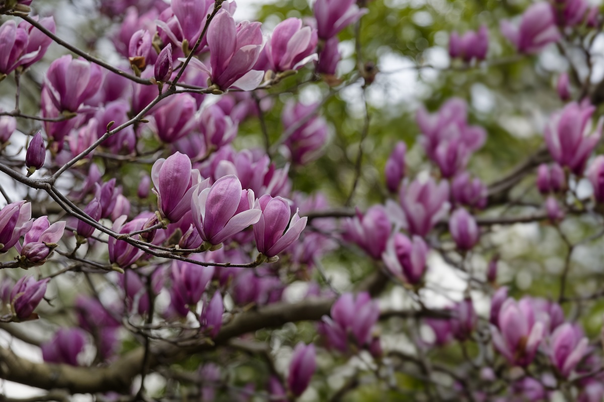 Branches of a Saucer Magnolia tree with purple and white blooms.
