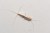 Macro shot of silverfish (Lepisma saccharinum) is a species of small, primitive, wingless insect