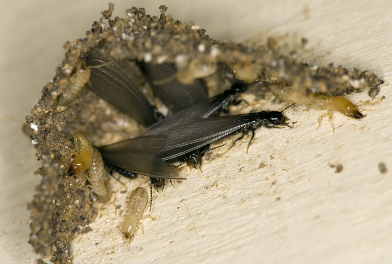 termite vs carpenter ant damage