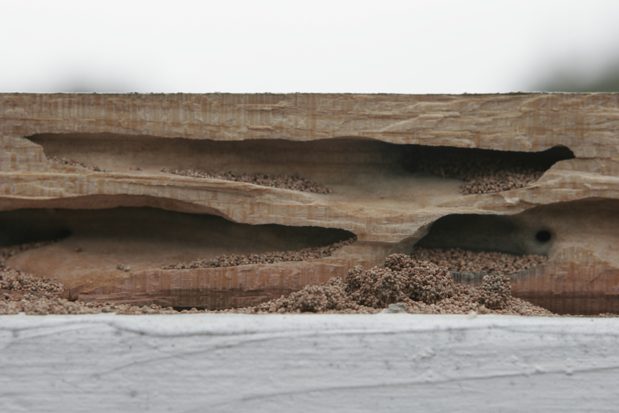 termite vs carpenter ant damage