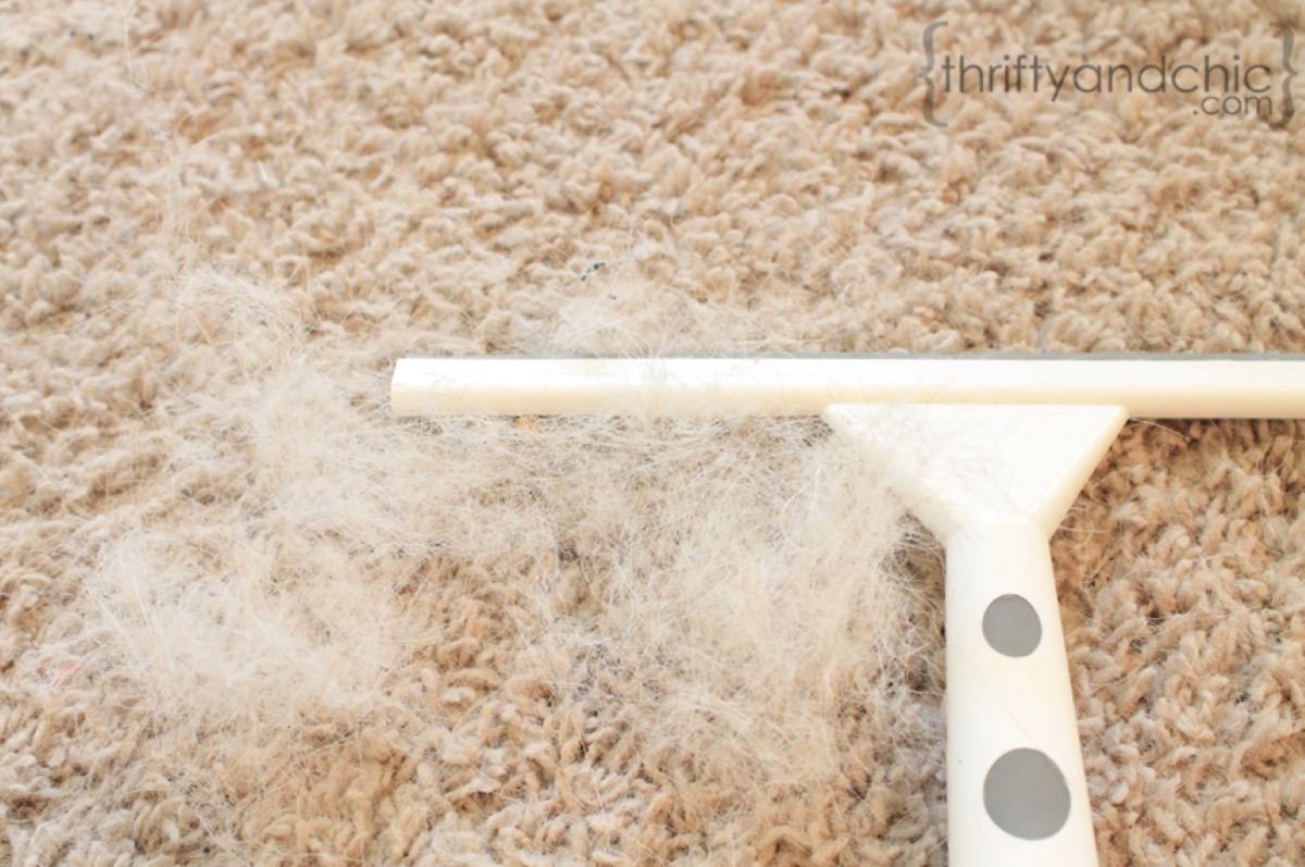 Squeegee used to pick up dog hair in carpet