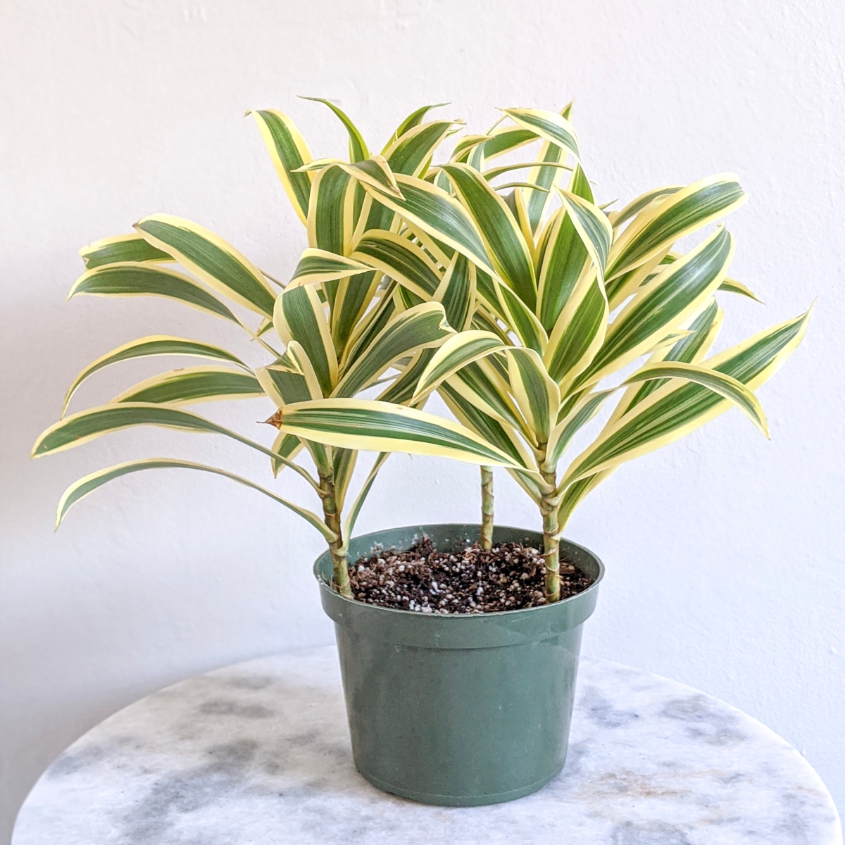 Dracaena plant with yellow striped leaves
