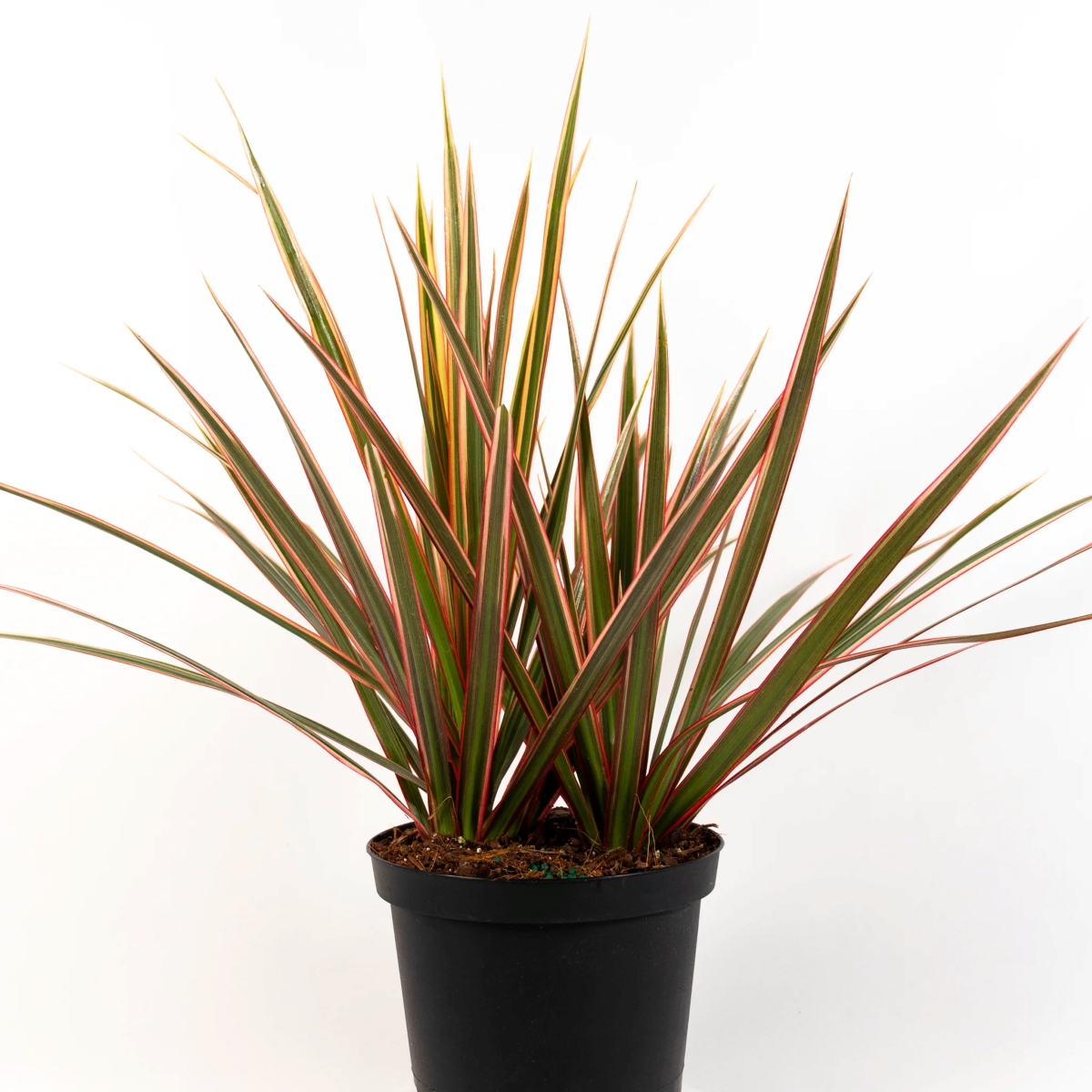 Tricolor dracaena plant in pot
