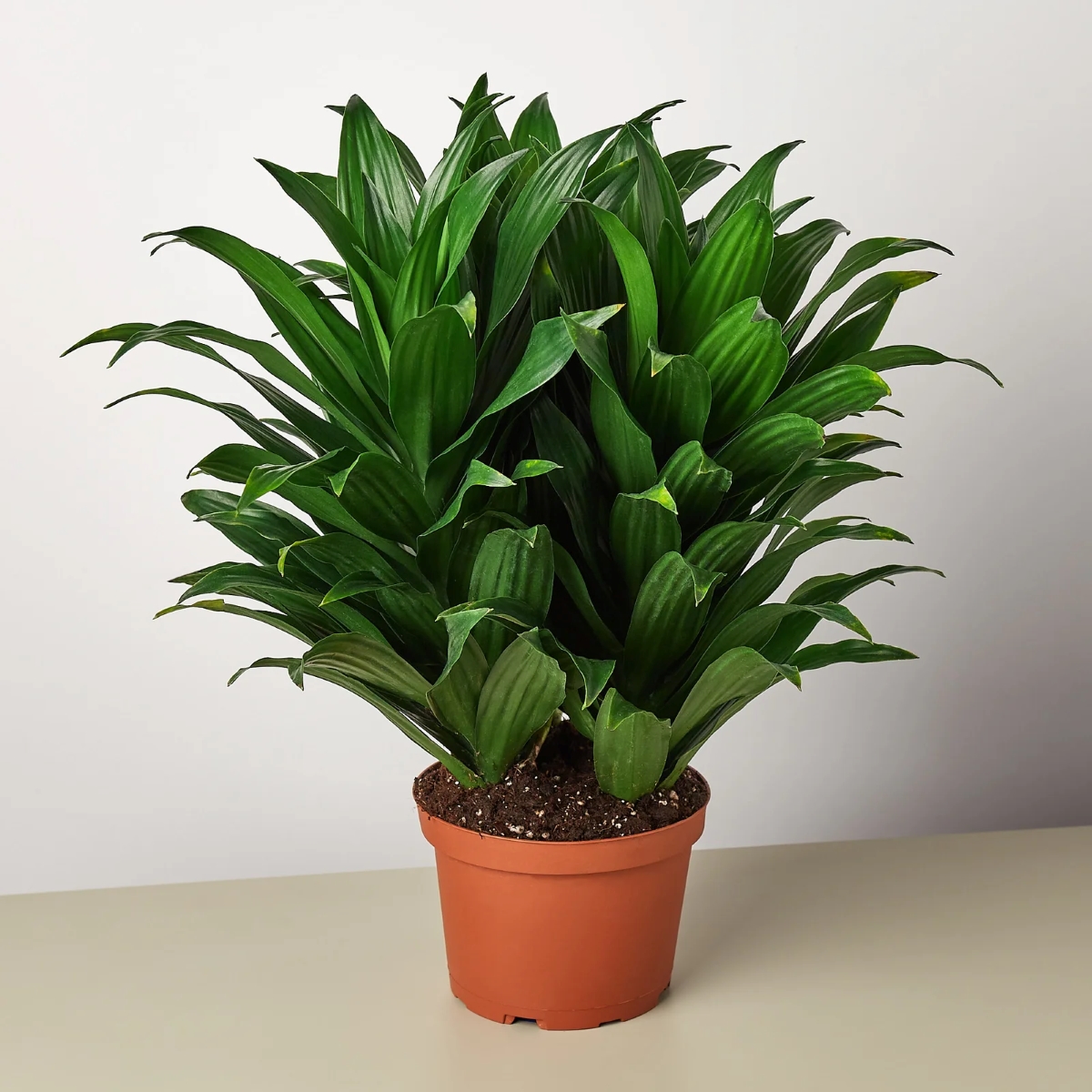Potted Dracaena plant with bushy green leaves