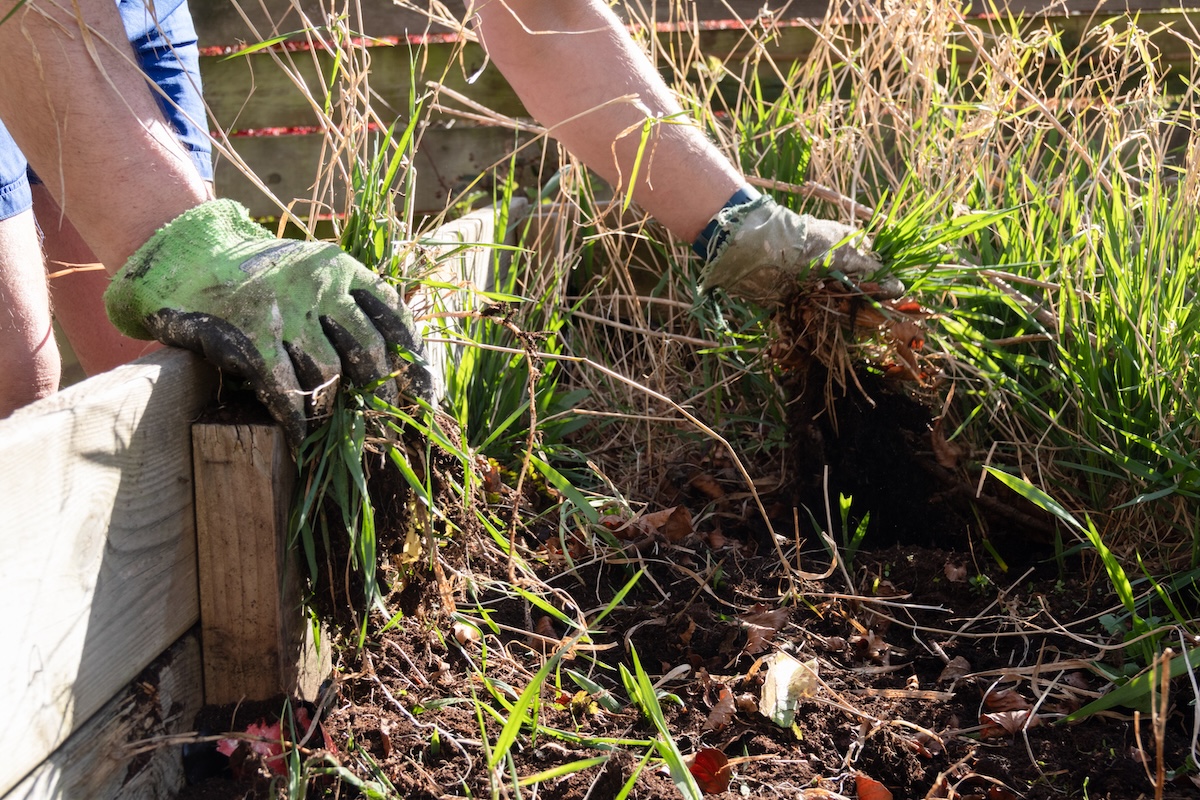 Hand in glove pulling weeds out of a raised bed in a garden.