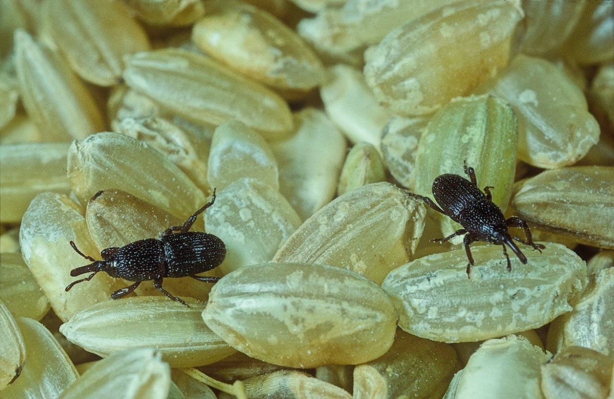 Curculionidae or Weevils in grain