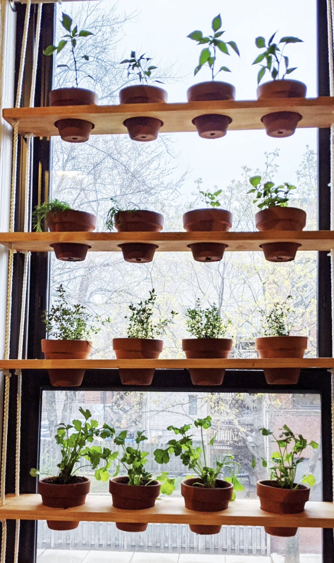 Floating wood shelves with herbs in pots in front of a window