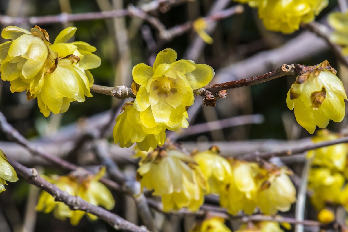 The dark branches of a Wintersweet shrub with yellow flowers.