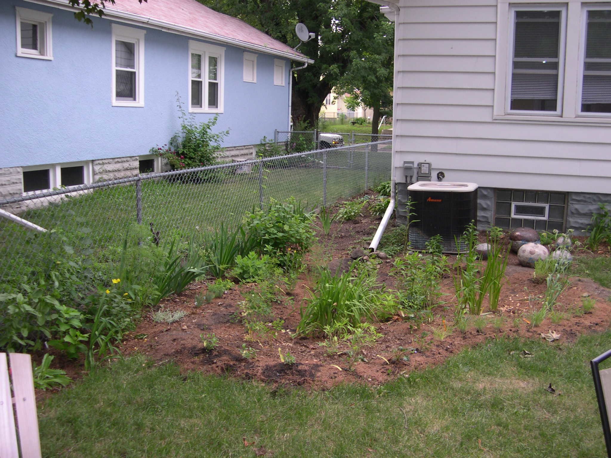 A makeshift rain garden in the backyard of a white house. 