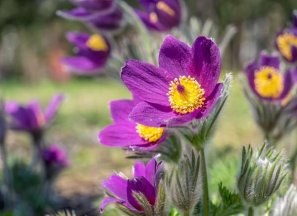A purple Pasque Flower (Pulsatilla vulgaris) with yellow centers.