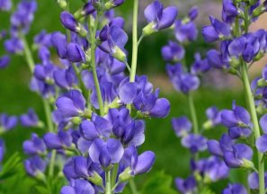 Wild Indigo flowers growing in the sun.