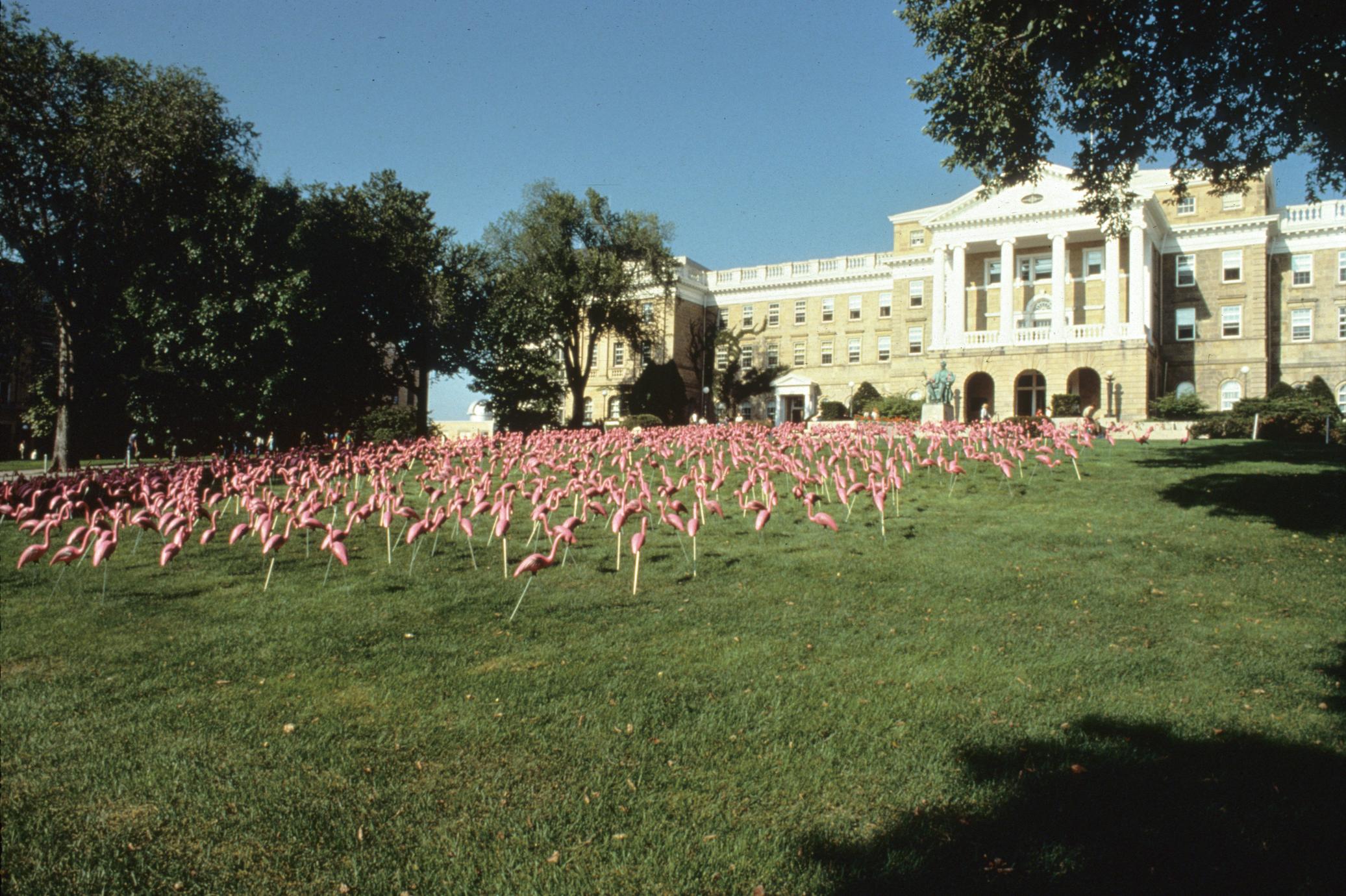 plastic-flamingos-on-Bascom-Hill-at-the-University-of-Wisconsin-Madison