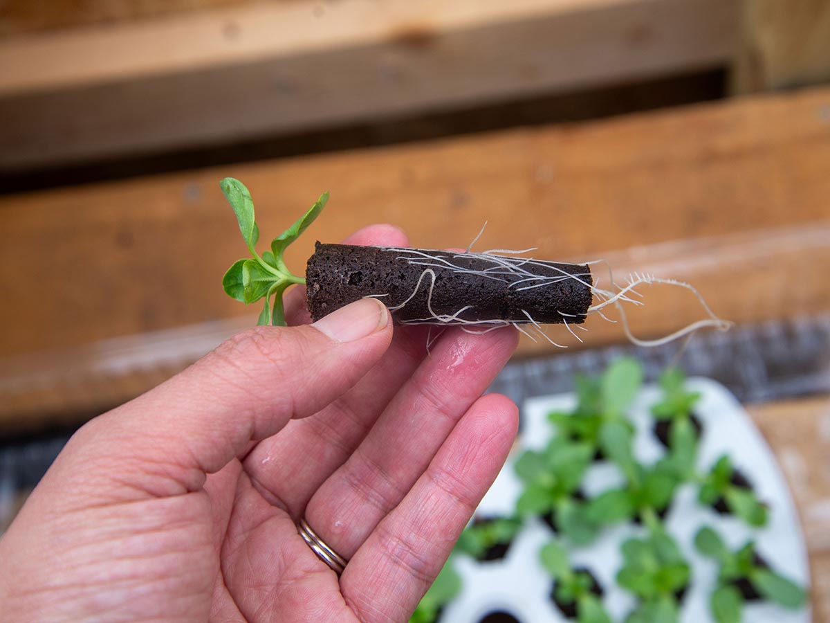 A person holding a long soil plug with roots growing around it and a plant coming out the top