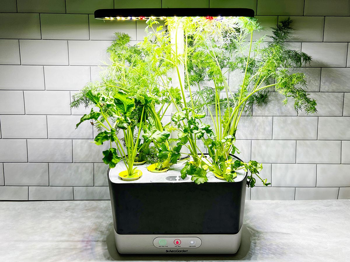 The AeroGarden Harvest with its light shining on a full tray of large green plants