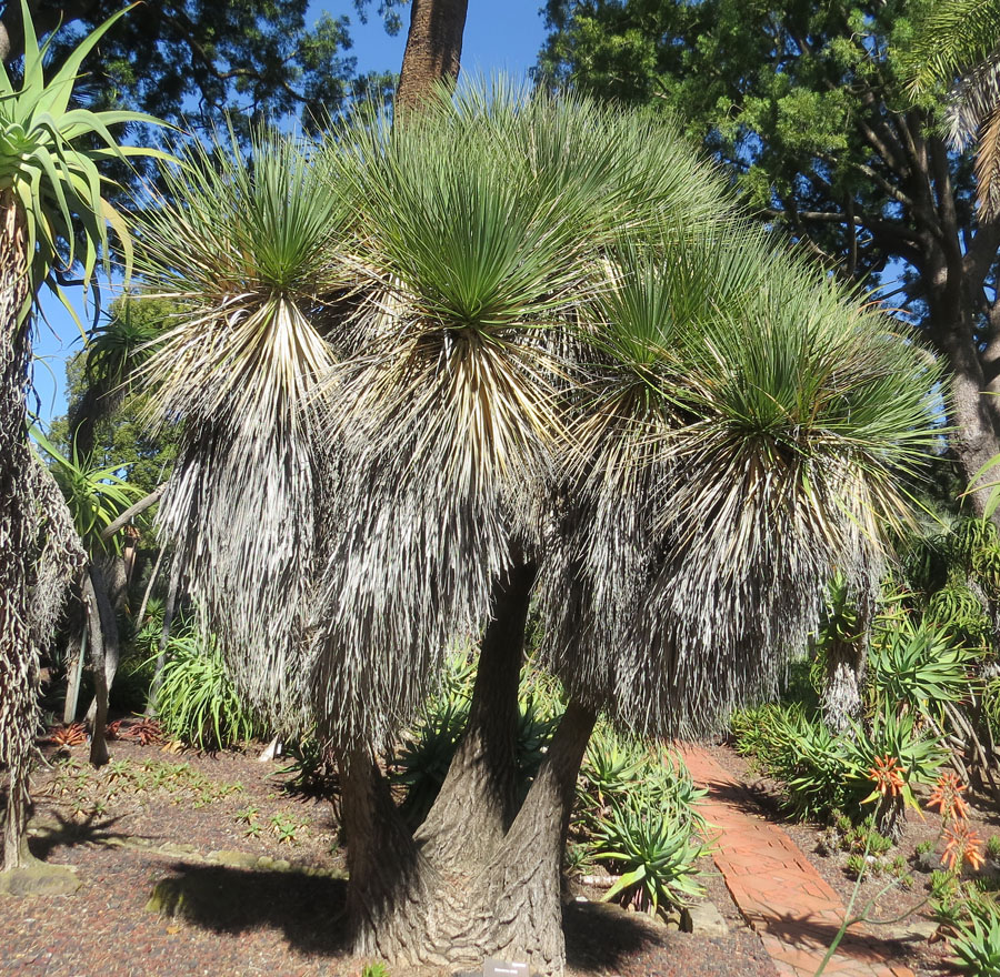 Beaucarnea stricta an agave from central Mexico known as Bottle Palm. Lotusland