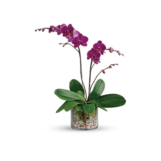 Fresh Orchid Bouquet