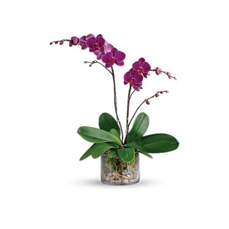  Best Housewarming Gifts Option Fresh Orchid Bouquet