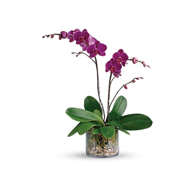  Best Housewarming Gifts Option Fresh Orchid Bouquet