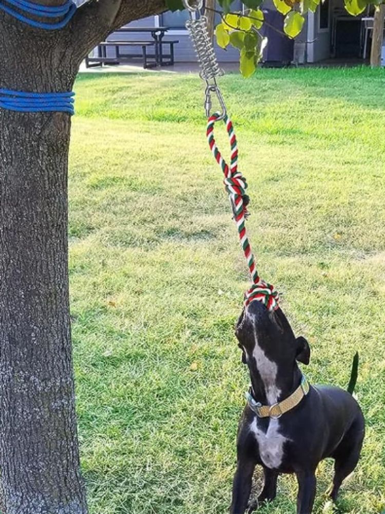 Black and white pit bull playing with Suspension Toy on tree