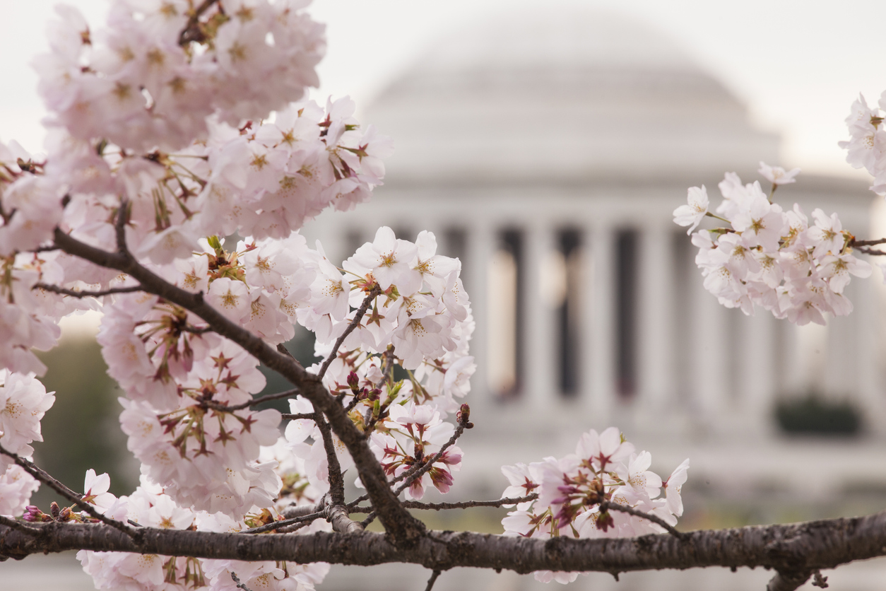 A blooming cherry blossom branch with the Jefferson Memorial in the background