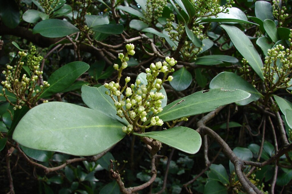 Corynocarpus laevigatus)