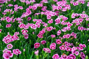 Pink and white Dianthus in a patch of green grass.