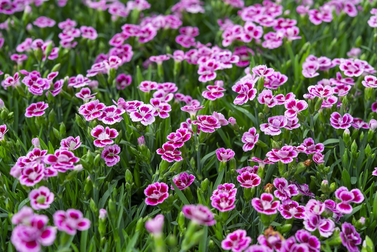 Pink and white Dianthus in a patch of green grass.