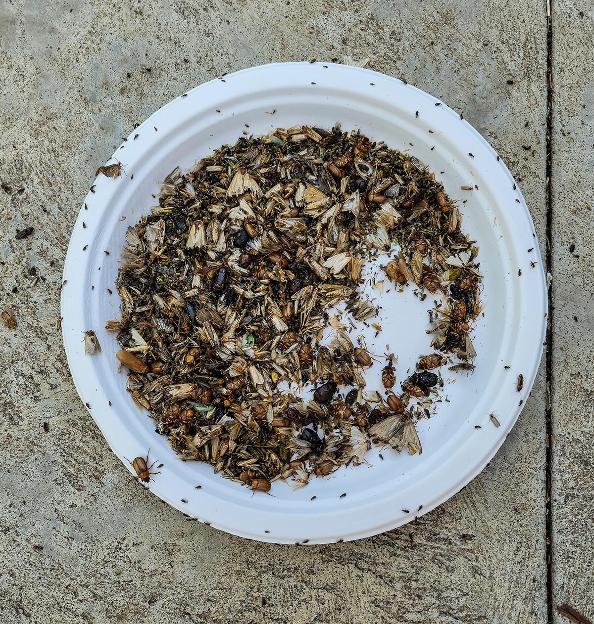 A collection of insects killed by the DynaTrap insect trap