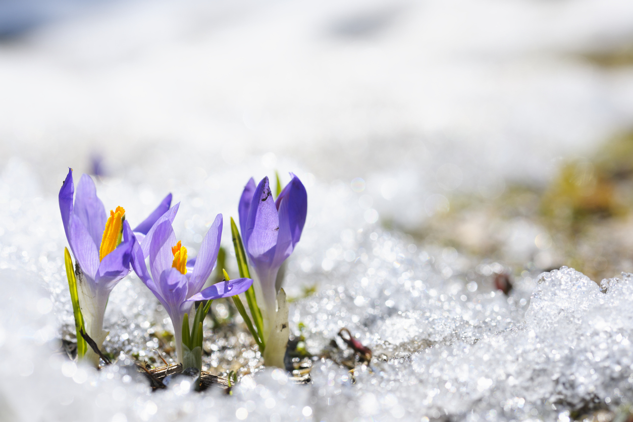Small purple crocus flowers surrounded by frost blooming in early spring