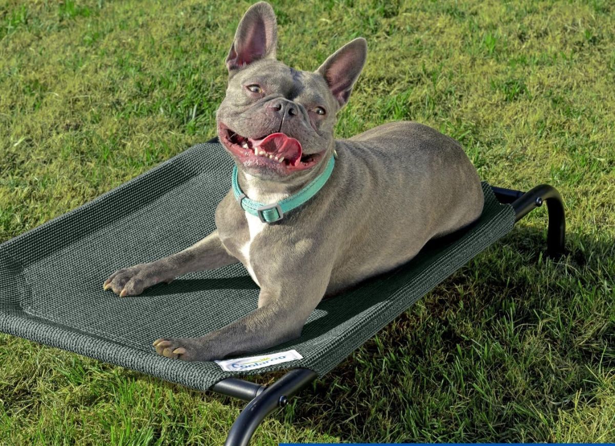 Grey French Bulldog on elevated pet bed outdoors