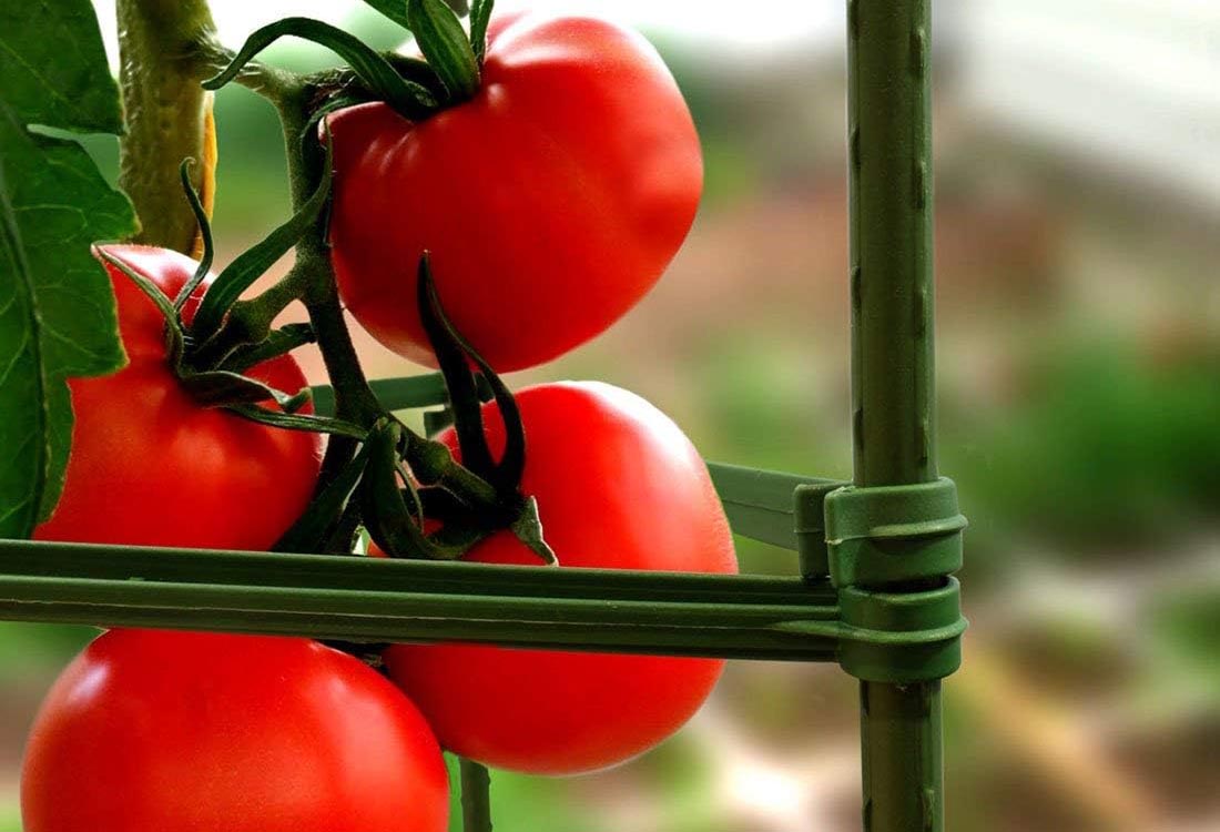 Everything You Need to Start a Raised Bed Garden Option Tomato Cages