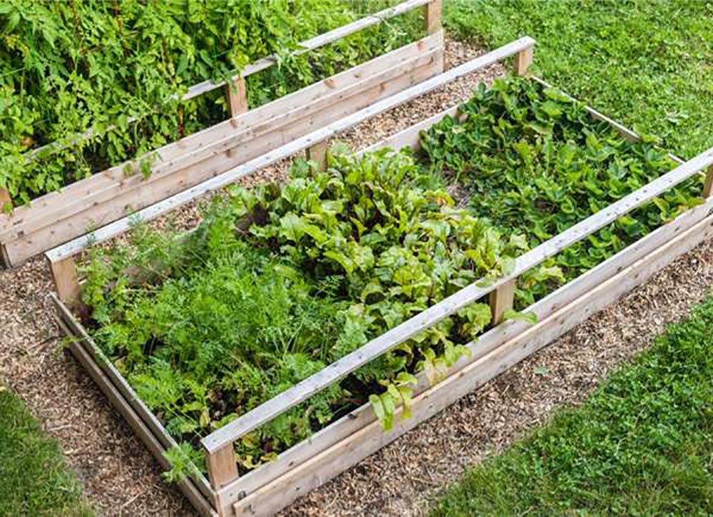 Everything You Need to Start a Raised Bed Garden