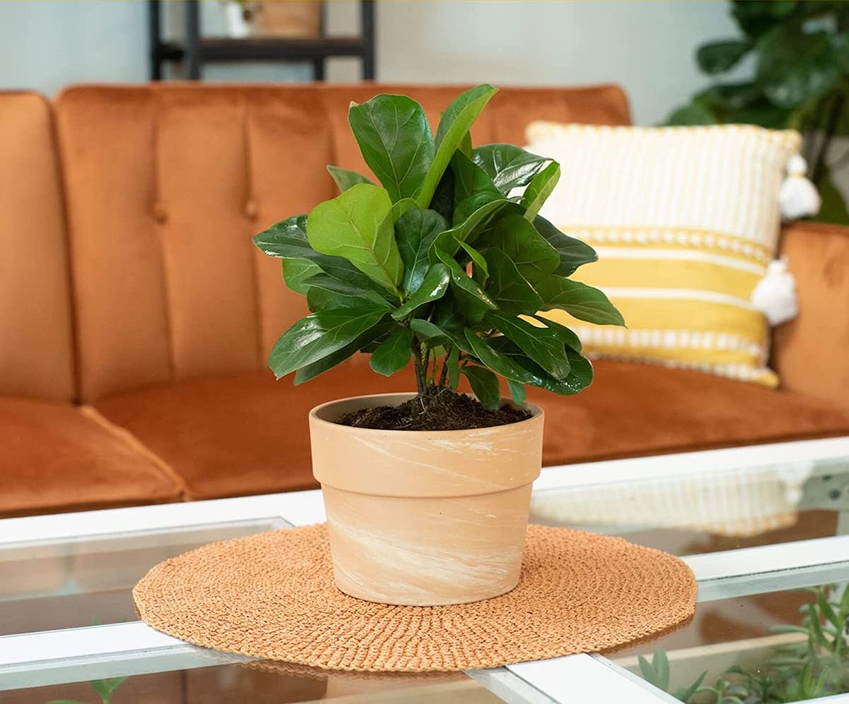 Fiddle Leaf Figs, Bromeliads, and More on Sale for Amazon Prime Day 2023