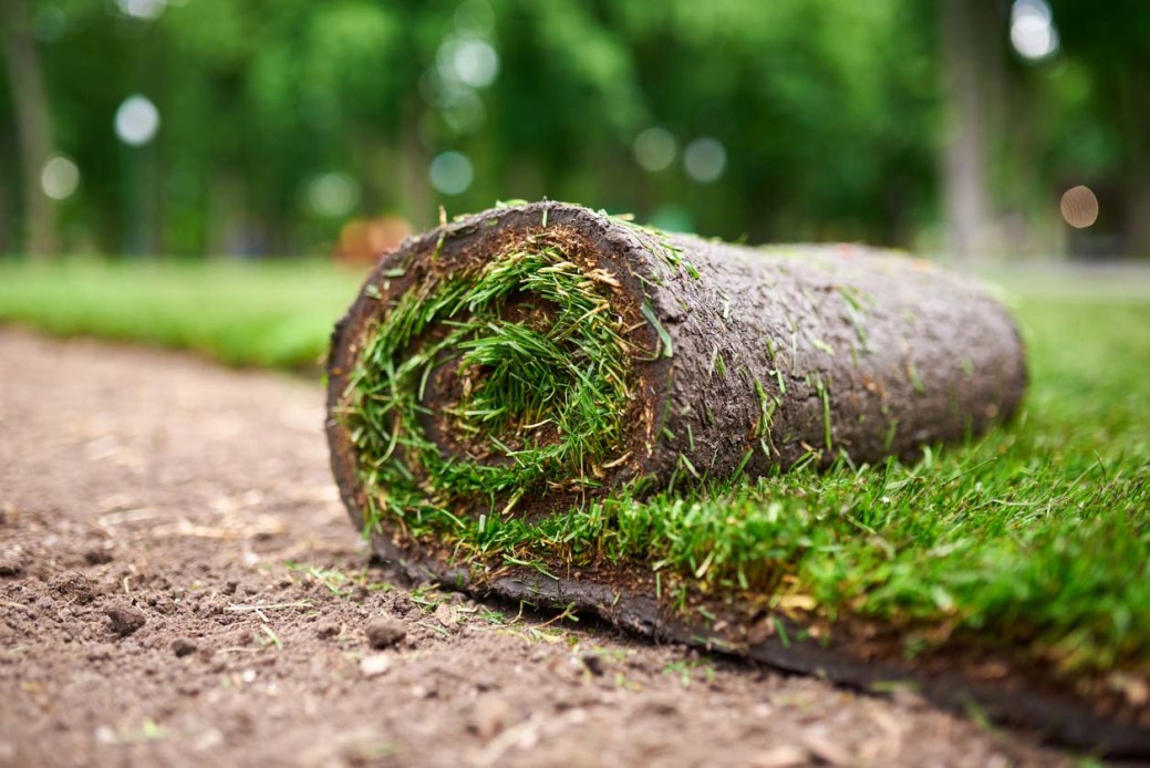 How Much Does Sod Cost to Install? (2024) Bob Vila