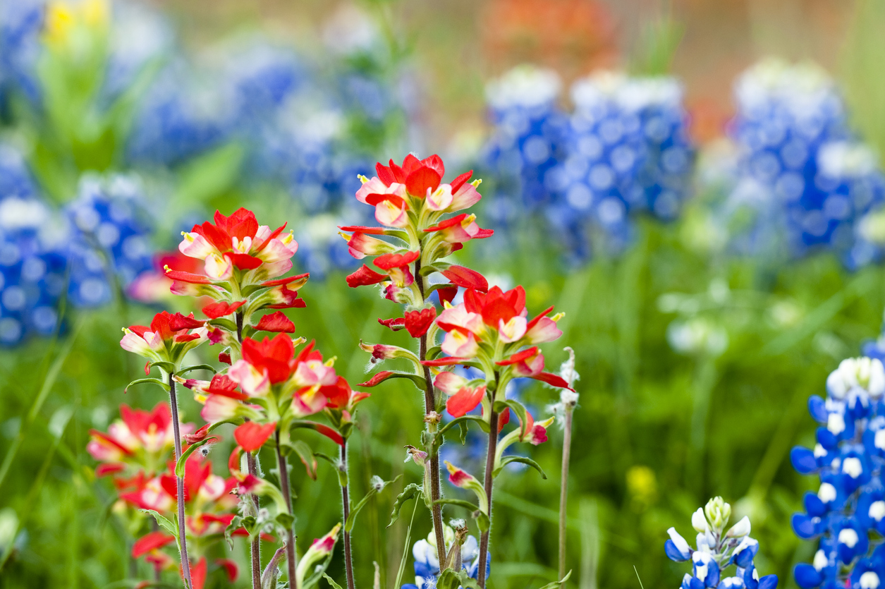 Closeup of Indian paintbrush and Texas blue flowers in a field