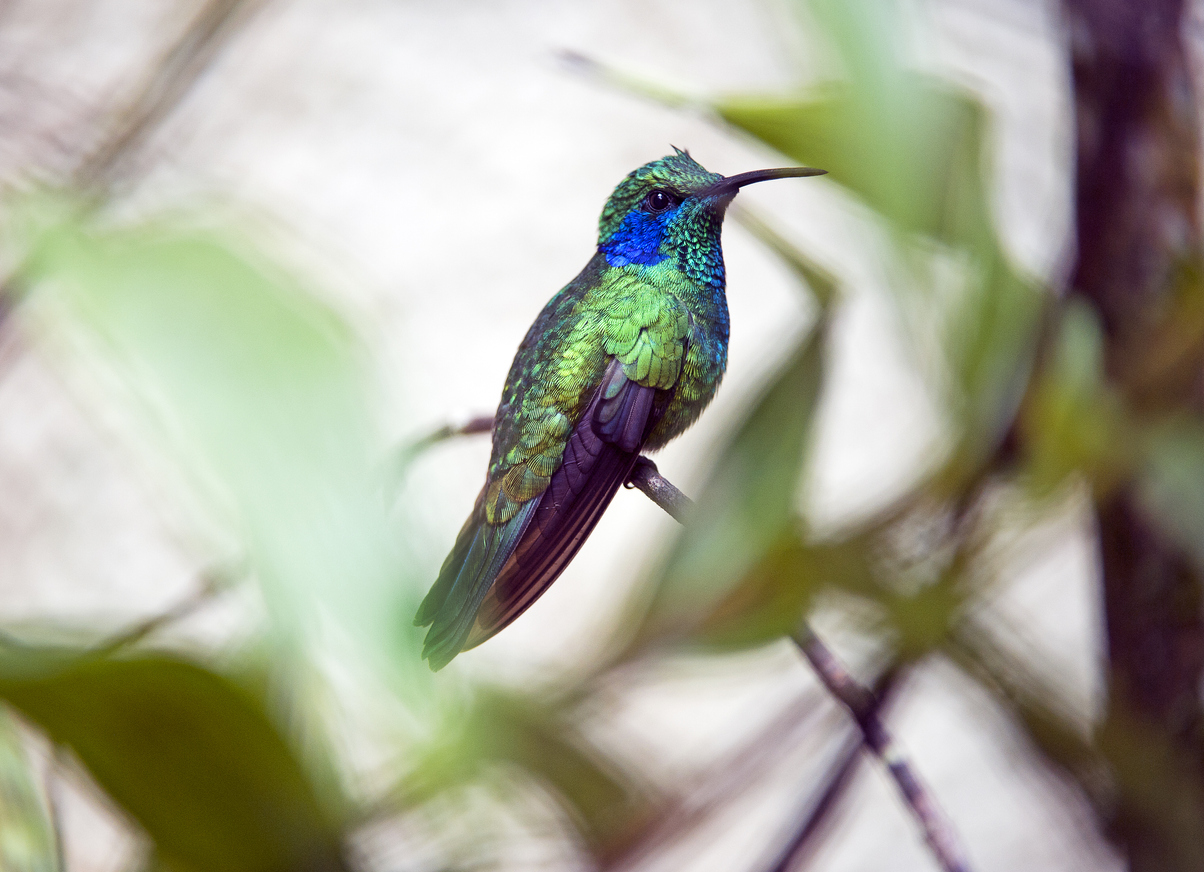 Colorful blue-and-green Mexican violetear hummingbird (Colibri thalassinus) perched on a small branch