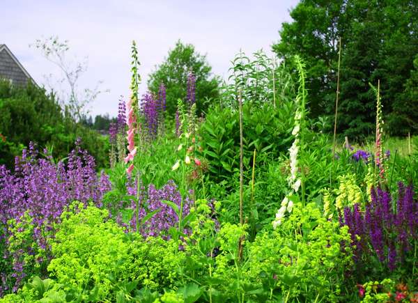 native plant garden including lavendar