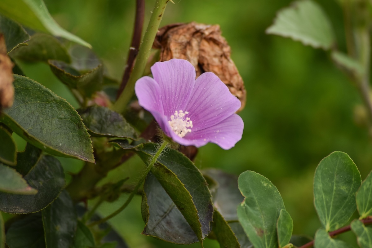 Light purple rock rose flower, close up.