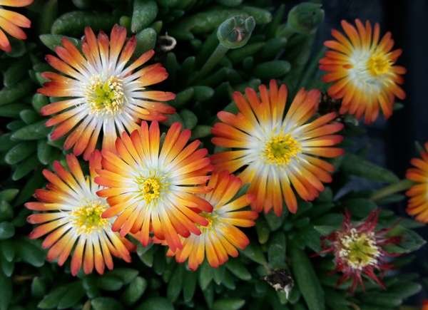Close up of ice plant succulents, orange, yellow, and white