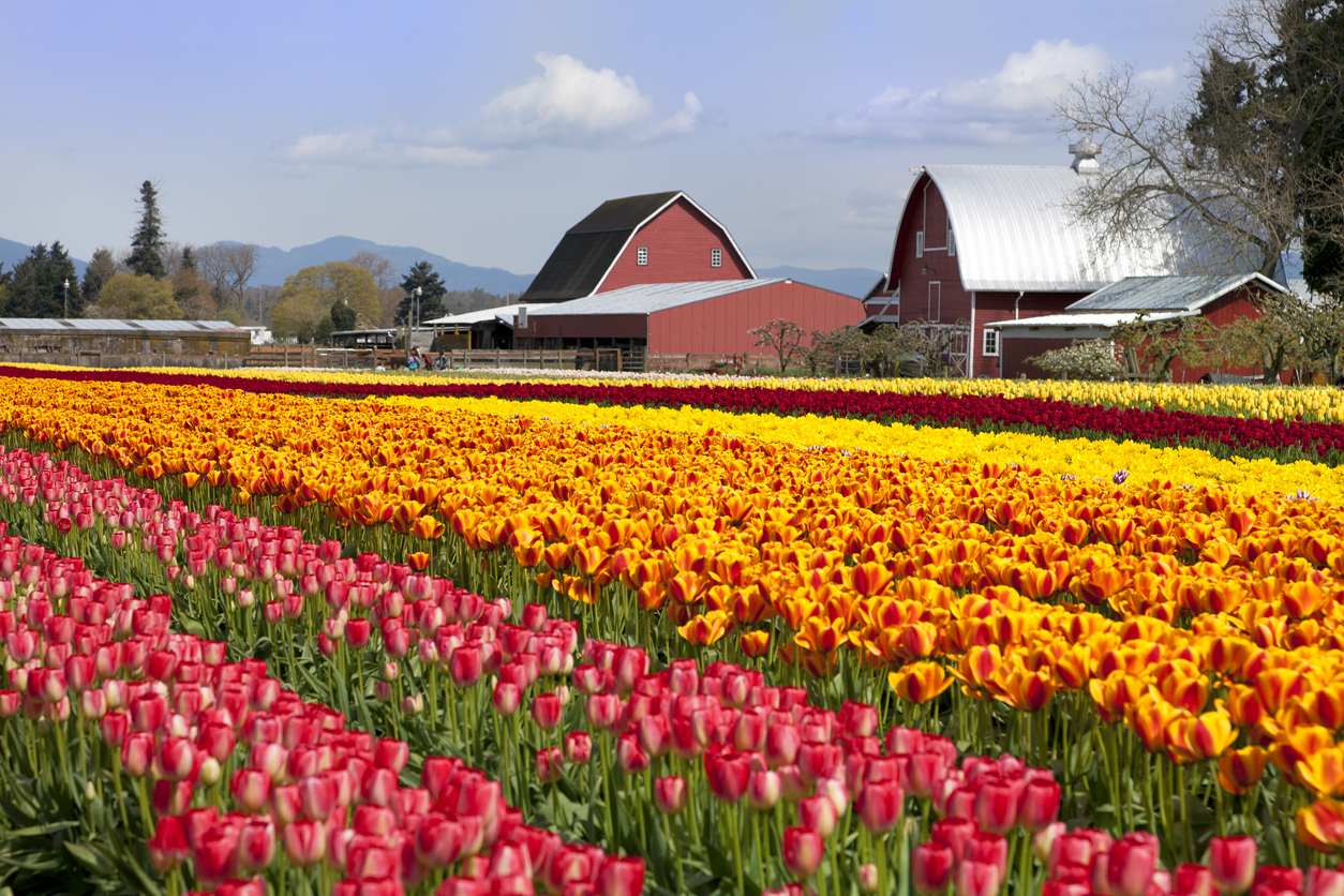 Rows of tulips in front of barns in Washington's Skagit Valley