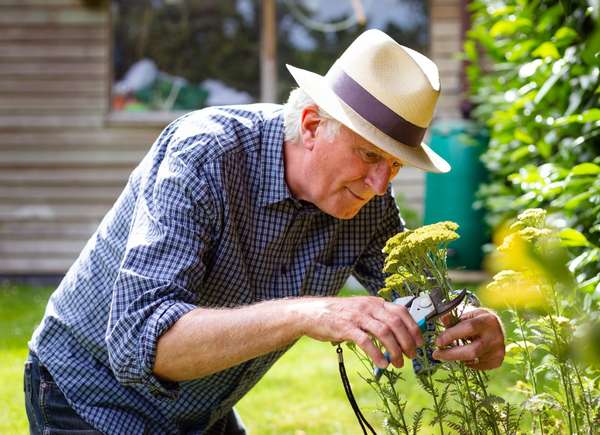 senior man in hat pruning hydrangea